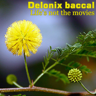 Xydexx's CD Cover