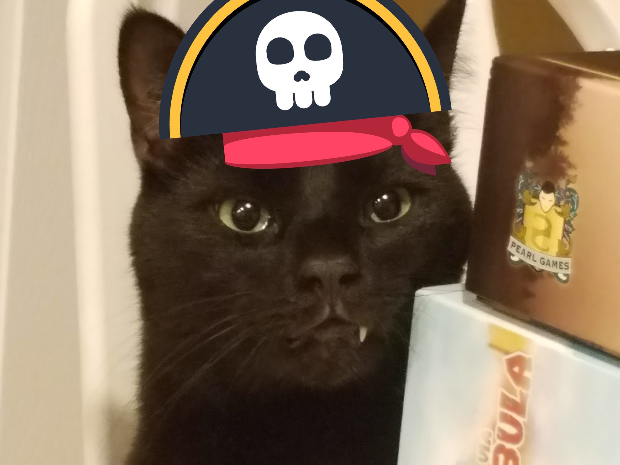 A black cat witha snaggletooth and pirate accoutrements. Photo by XYDEXX