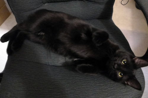 A black cat lying on a chair. Photo by XYDEXX.