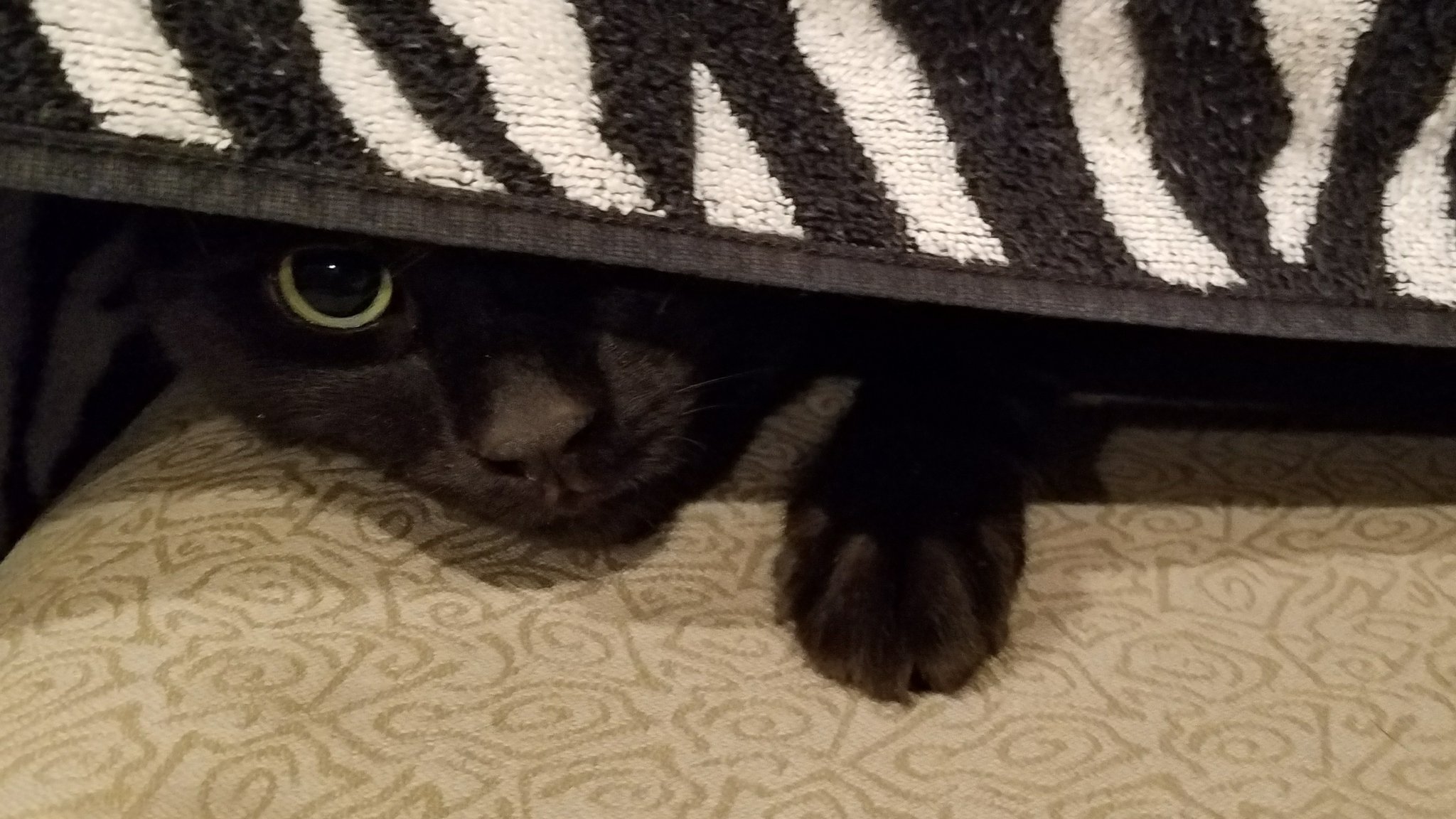 A black cat peeking out from under a zebra blanket. Photo by XYDEXX.