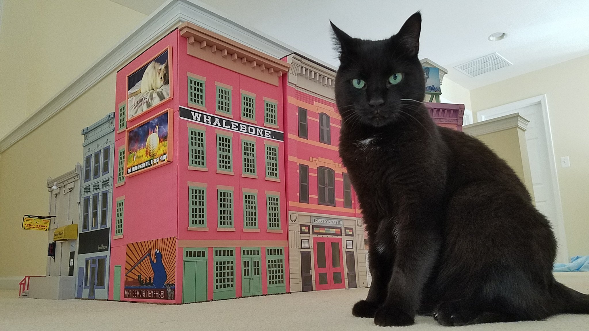 A black cat sites in front of a row of cardboard box buildings. Cats love boxes. XYDEXX