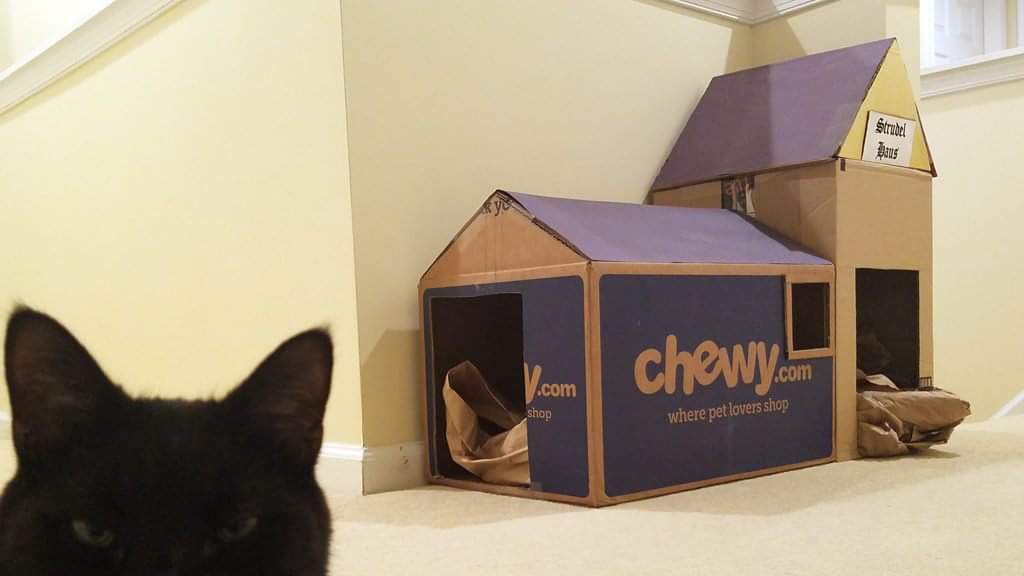 Strudel sits in front of his cardboard box house in 2017. Photo by XYDEXX.