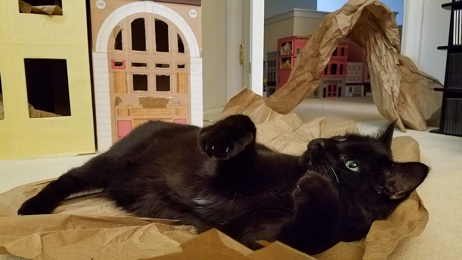 Capt. Strudel McNoodles. XYDEXX